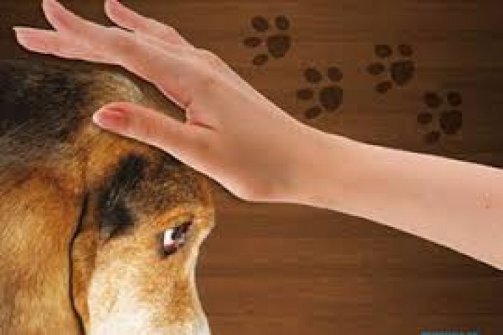 Centros Espíritas c/ Trabalhos de Assistência aos animais